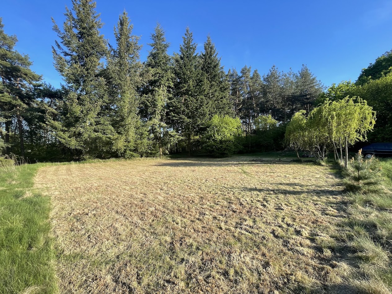 Low angle photography of trees at daytime