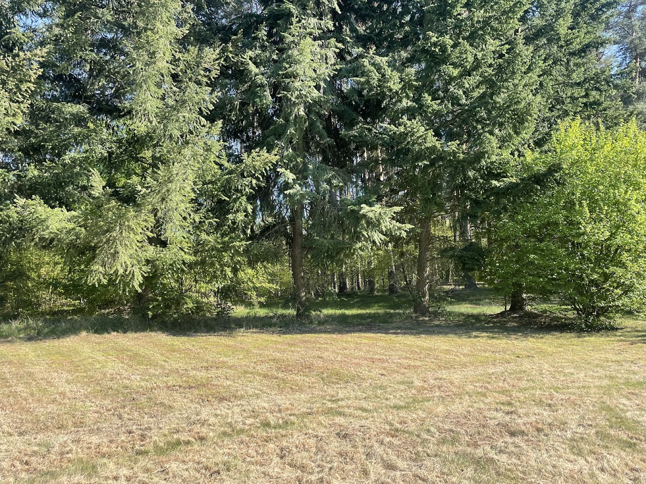 Sun light passing through green leafed tree