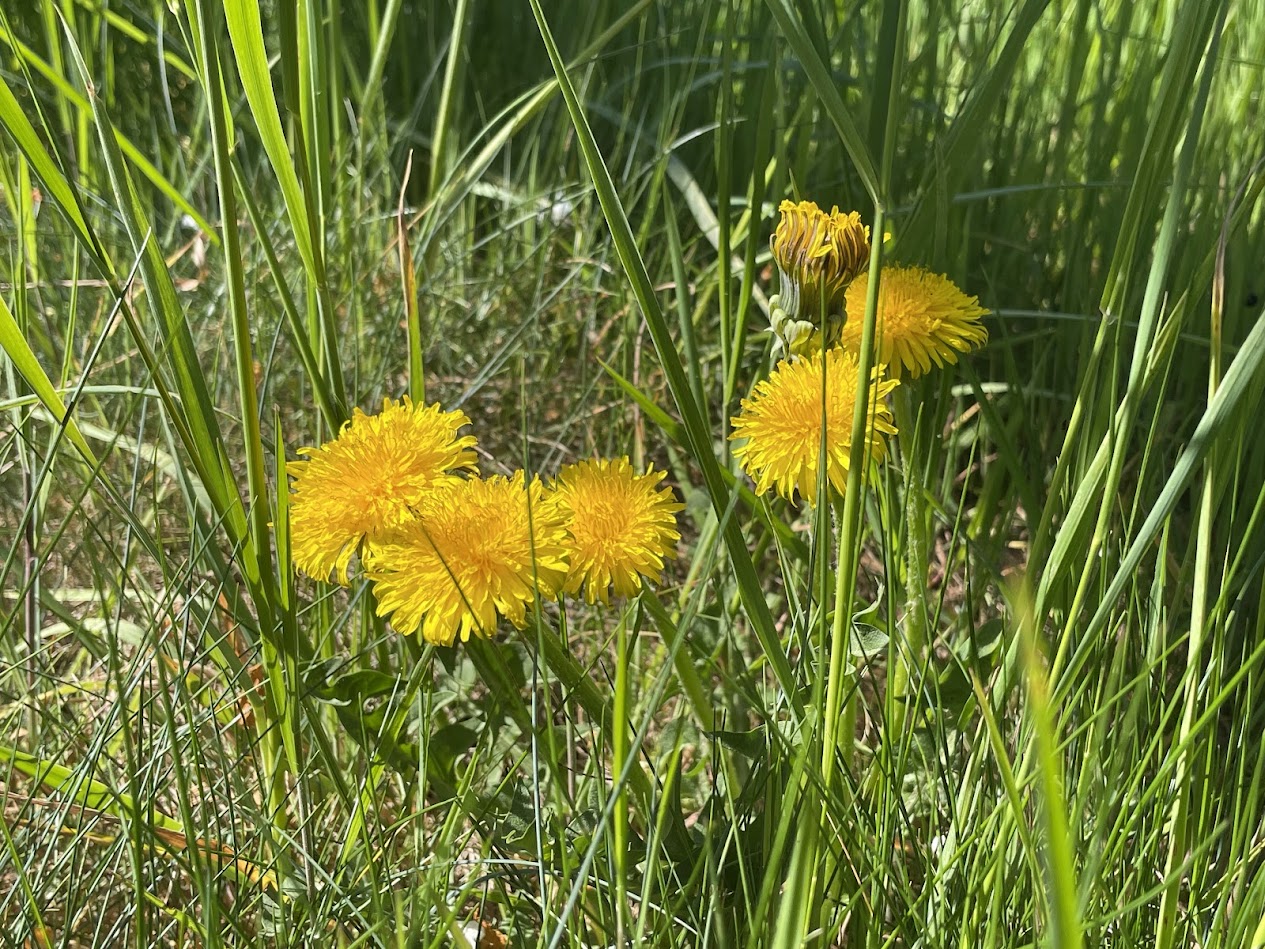 Two brown deer beside trees and mountain